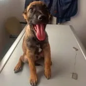 Trouble came looking for them: Pup on the mend after chasing down criminals in Khayelitsha